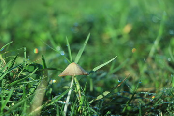 Edible mushrooms in a forest on green background, Boletus edulis