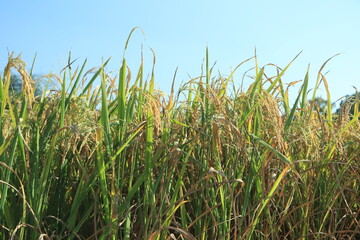 Fototapeta premium The rice plant with the green ears of rice is growing.