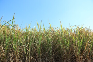 Naklejka premium Rice field.Ears of golden rice.Close up to thai rice seeds in ear of paddy