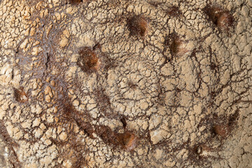 Traditional crust of a whole German Bauernkloben brot, mixed rye bread, full frame close up as background 