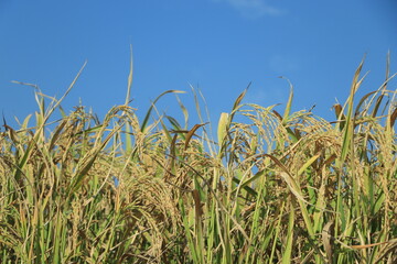 the rice plant with blue sky on background