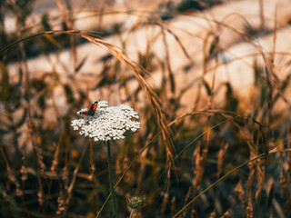 mushrooms in the grass