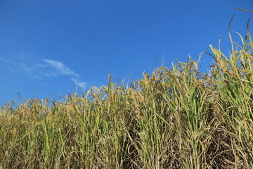 Mature rice in rice field, The rice fields are under the blue sky. The rice is growing in the field