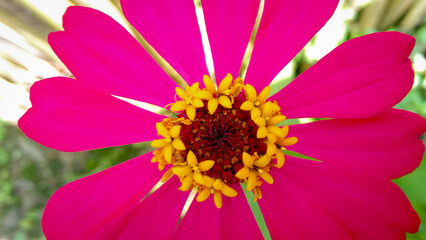Obraz premium Zinnia flower bloom on the morning
