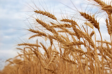 Yellow agriculture field with ripe wheat and blue sky with clouds over it.