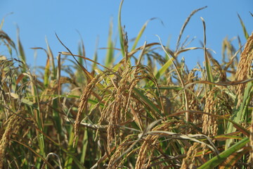 Rice fields in rural side of bangladesh