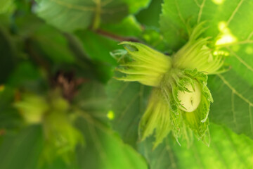 Fototapeta premium Young hazel, green hazelnut nuts, grow on a tree