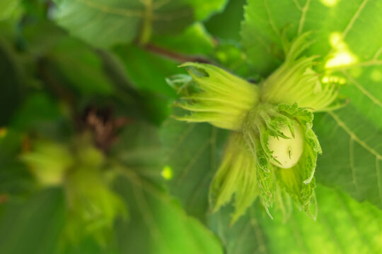 Young hazel, green hazelnut nuts, grow on a tree