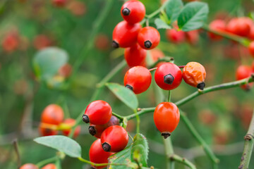 Ripened rose hips on shrub branches, red healthy fruits of Rosa canina plant, late autumn harvest