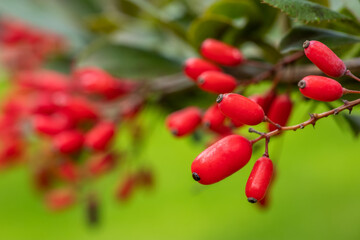 Obraz premium Barberry, Berberis vulgaris, branch with natural fresh ripe red berries background.