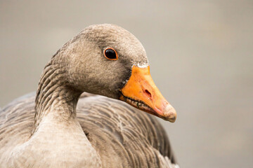 Adult Greylag Goose locks eyes with the camera, showcasing its stunning greyish-brown plumage and vibrant orange beak.