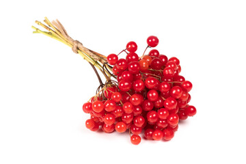 viburnum branch isolated on white background. red berries.