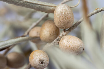 Branch Of Elaeagnus Angustifolia With Leaves And Fruits macro.
