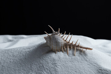 shell on white sand on black background