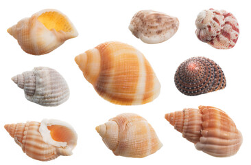 Seashell collection isolated on white background close up