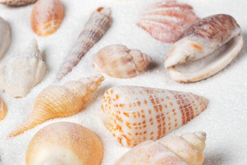 Different seashells on sand. Sea summer vacation background