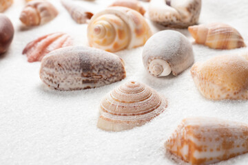 Different seashells on sand. Sea summer vacation background