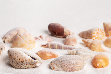 Seashells on the seashore and summer beach