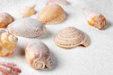 Summer beach. Seashell on the sand. close up