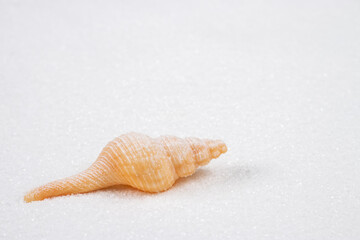 sea shells with sand as background close up