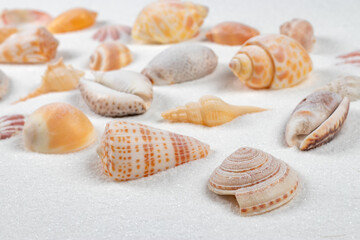 Seashells on the seashore and summer beach