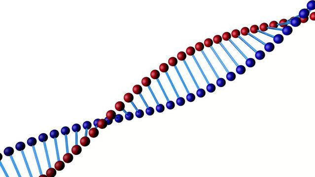 3d dna model with chemical bonds animation 