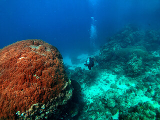 scuba diver and reef