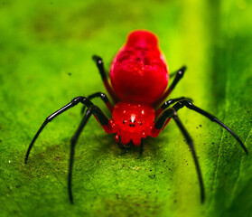 red spider with black legs on a leaf in nature