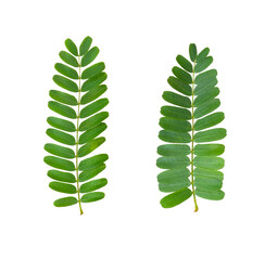 tamarind leaves isolated on transparent png