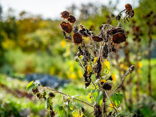 Verwelkte Sonnenblumen auf dem Feld