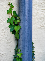 Schäden durch Efeu an der Hauswand