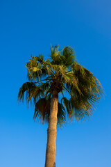 dates palm tress 