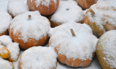 눈이 내려 쌓인 호박