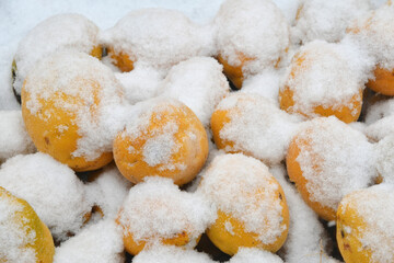 눈이 내려 쌓인 모과