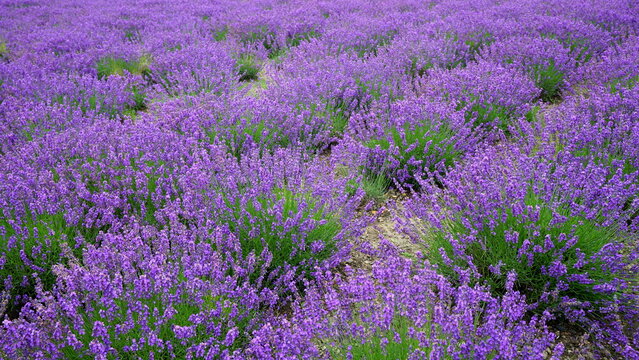 Violet Flowers, Lavender Field In Hokkaido