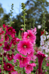 Pink and white flowers of hollyhocks blooming in the garden
