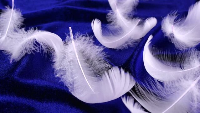White swan feathers on blue velvet.