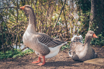 Graugänse am Rheinufer