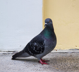 pigeon in the city