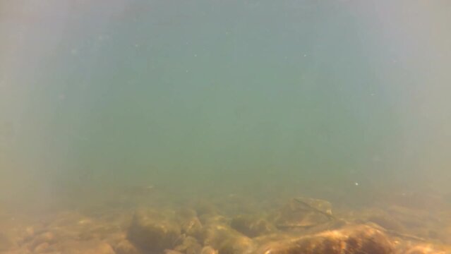 Shooting of the mountain river under water. The underwater
