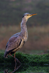 Grey heron (Ardea cinerea) fishing in a pond in the forest in the winter in the Netherlans. 