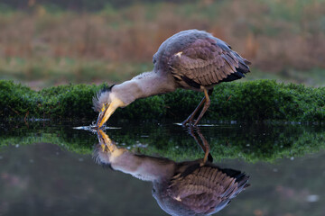 Grey heron (Ardea cinerea) fishing in a pond in the forest in the winter in the Netherlans. 