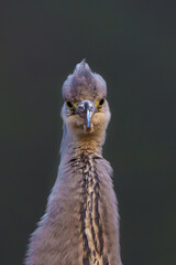 Grey heron portrait. The grey heron (Ardea cinerea) was fishing in a pond in the forest in the winter in the Netherlans. 