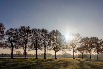 Fototapeta na wymiar Countryside landscape in winter, Low flat land green meadow with white morning frost, Typical Dutch polder with silhouette line of trees and warm sunlight, Fog and mist on the grass field, Netherlands