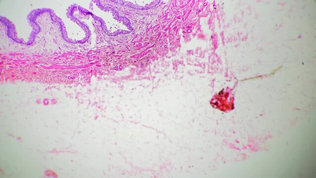 Human urethra in section with 100 magnification filmed under microscope on bright field. Piece of urogenital organ which serves for removing urine. Learning people anatomy in lab at biology lessons