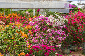 Beautiful blooming bougainvillea bougainvillea flowers of various colors in the garden