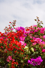 Obraz na płótnie Canvas Beautiful blooming bougainvillea bougainvillea flowers of various colors in the garden