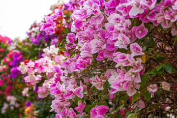 Beautiful blooming bougainvillea bougainvillea flowers of various colors in the garden