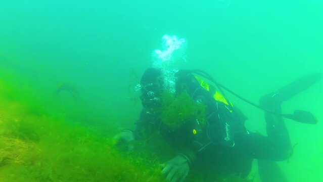 Black Sea, Ukraine - APRIL 04, 2017: A diver studies green algae on the seabed in the Black Sea