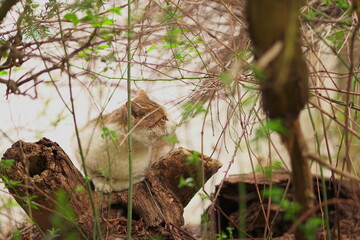 草越しの横を向く猫の画像 [AI学習用]